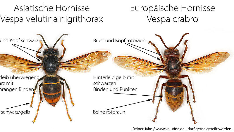 Asiatische Hornisse Asiatische Horniss im Vergleich