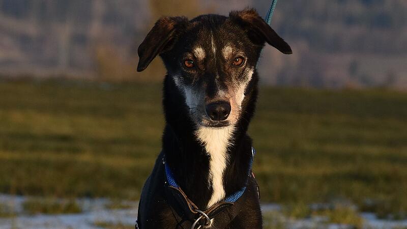 Die Europ&auml;ische Schlittenh&uuml;ndin Taurus wird im Mai sieben Jahre.