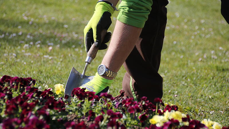 Andreas Munack, Gärtnermeister der Bayer. Staatsbad Bad Kissingen GmbH pflanzt im Rosengarten ein Veilchen ein.