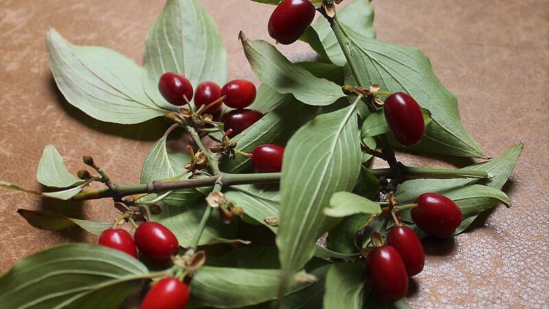 Eine besondere Kostbarkeit sind die Fr&uuml;chte der Kornelkirsche.