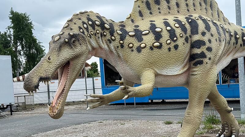 Seit Dienstag haben Dinosaurier den Forchheimer Festplatz in der Hafenstra&szlig;e &uuml;bernommen.