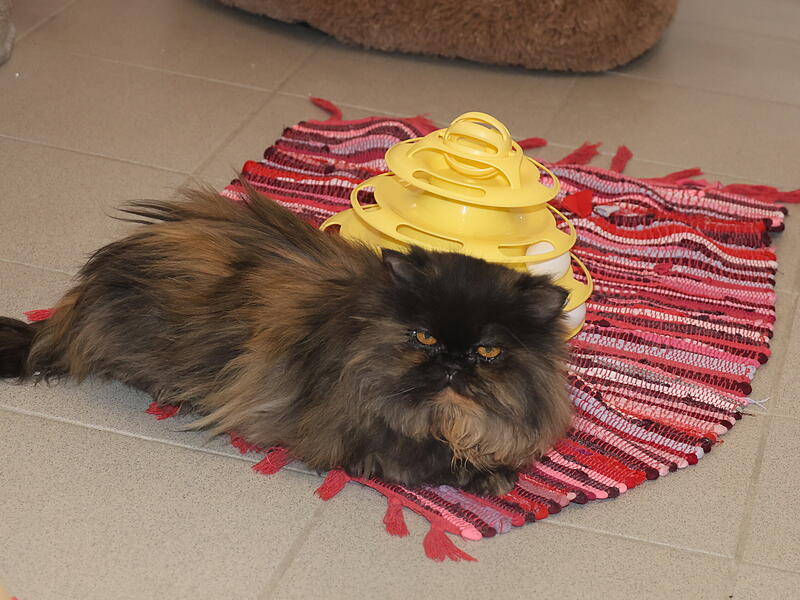 Piper sucht neues Zuhause