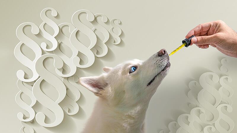 Bei der Tierhomöopathie werden  die hochpotenzierten Globuli  in Wasser aufgelöst in die Backentaschen der Tiere gegeben.