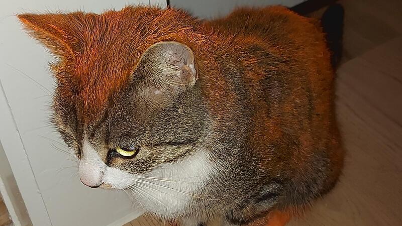 Kater Charlie wurde über und über mit oranger Farbe besprüht.