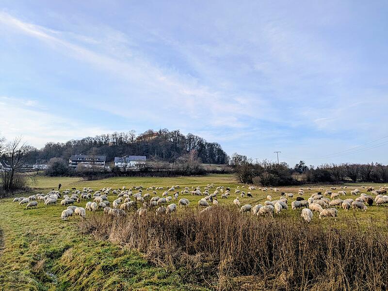 &bdquo;Heute bei Sonnenuntergang eine Schafsherde am Fu&szlig;e des Volkersberges&ldquo;, schreibt uns die Leserin.