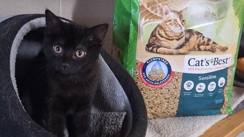Katzenstreu wird dringend benötigt.