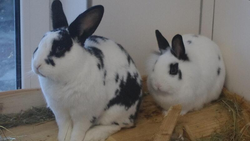 Die Zwergkaninchen Track und Polly sind im März und April 2024 geboren.