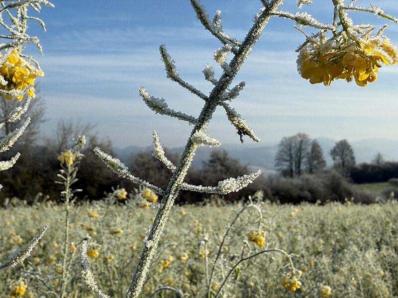 Leserbilder 2025Leserfotos Dezember 2025