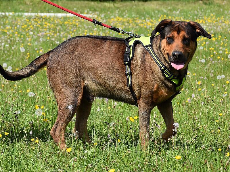 Mischling Django aus dem Kronacher Tierheim sucht ein neues Zuhause.