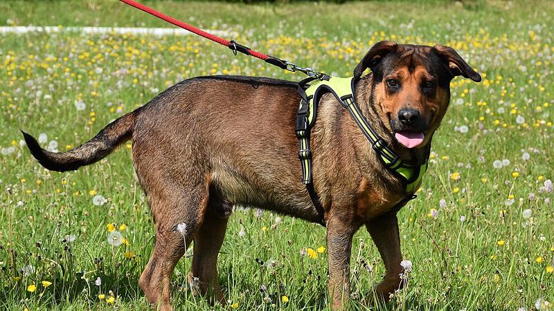 Mischling Django aus dem Kronacher Tierheim sucht ein neues Zuhause.