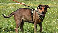 Mischling Django aus dem Kronacher Tierheim sucht ein neues Zuhause.