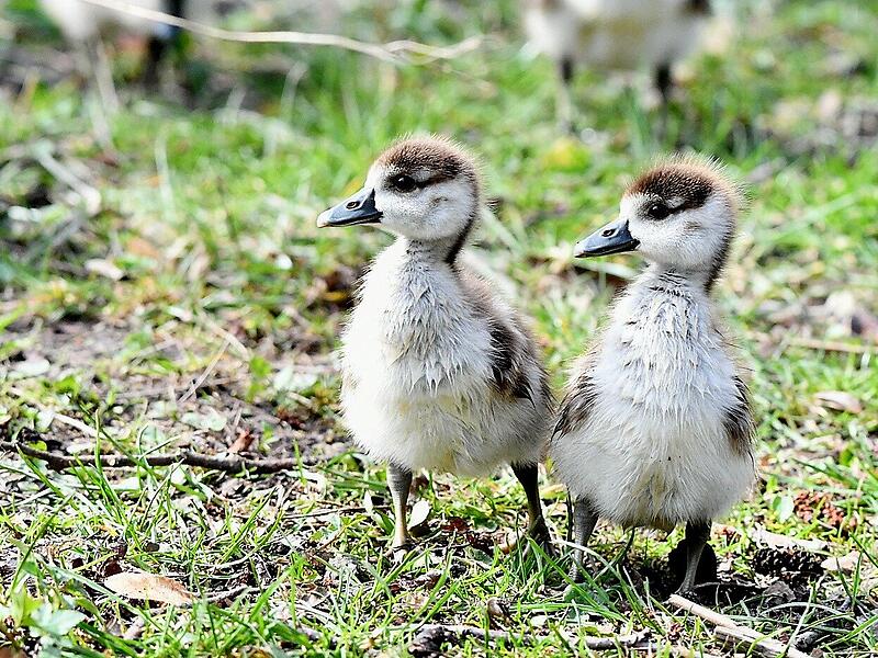 Tierisch gut: Naturaufnahmen aus dem Kreis KronachTierisch gute Bilder: Das lebt im Kreis Kronach