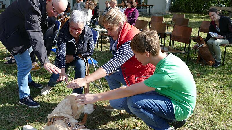 Labrador Joey lie&szlig; die Segenshandlung ruhig &uuml;ber sich ergehen.