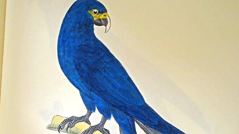 Zeichnung des Aras, von dem Spix ein Exemplar mit nach Europa brachte