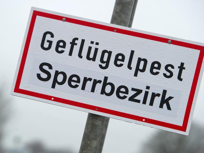Schriftzug "Gefl&uuml;gelpest"