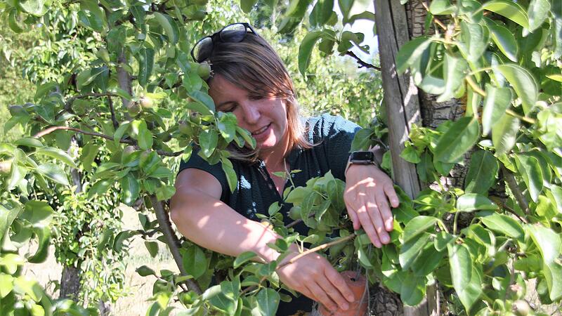 Franziska Endres zeigt einen Nistplatz f&uuml;r Ohrw&uuml;rmer. Die N&uuml;tzlinge sollen den Sch&auml;dling Birnblattsauger in Schach halten und den Einsatz von Pflanzenschutzmitteln reduzieren.