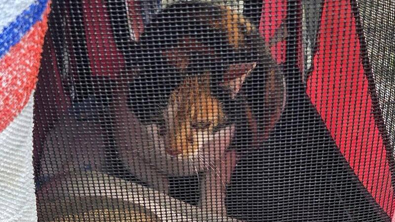 Auch eine Katze wurde gerettet und in die Tierklinik gefahren.