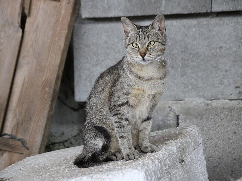 Katzen bei der F&uuml;tterung
