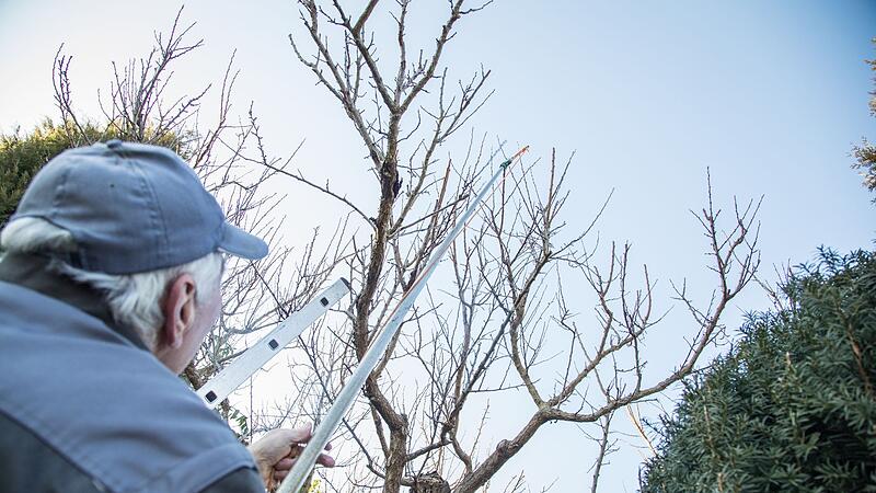 Gehölze: So machen Sie einen guten Schnitt