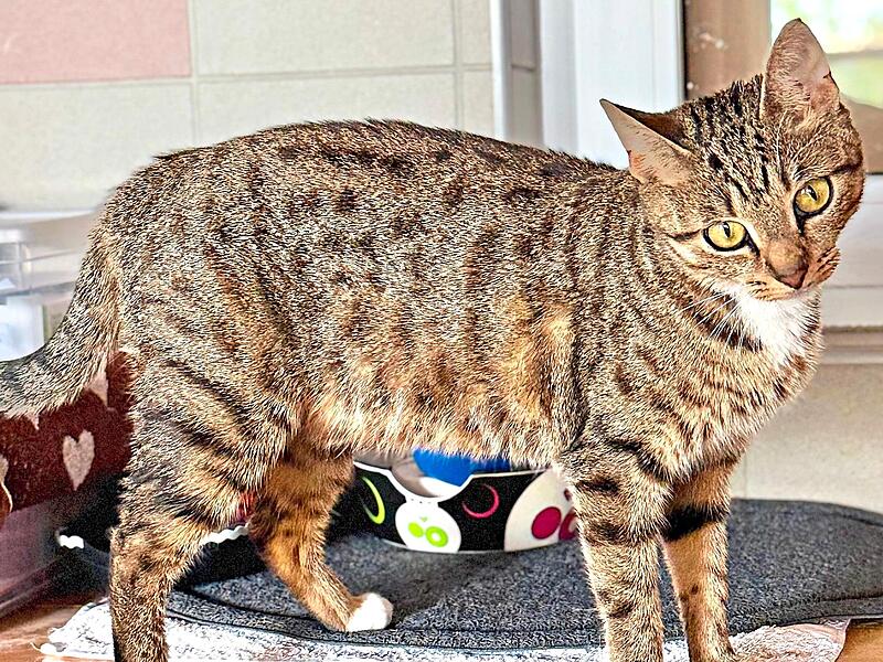 Die Hauskatze Izzy wartet im Tierheim darauf, abgeholt zu werden.Tierheim Kronach