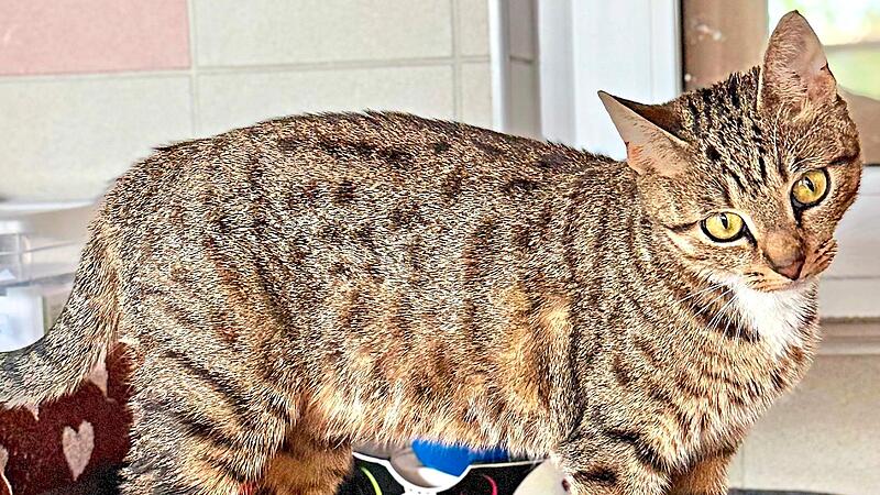 Die Hauskatze Izzy wartet im Tierheim darauf, abgeholt zu werden.Tierheim Kronach Die Hauskatze Izzy wartet im Tierheim darauf, abgeholt zu werden.Tierheim Kronach