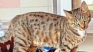 Die Hauskatze Izzy wartet im Tierheim darauf, abgeholt zu werden.Tierheim Kronach Die Hauskatze Izzy wartet im Tierheim darauf, abgeholt zu werden.Tierheim Kronach