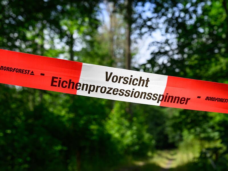 Eichenprozessionsspinner