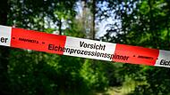Eichenprozessionsspinner Eichenprozessionsspinner