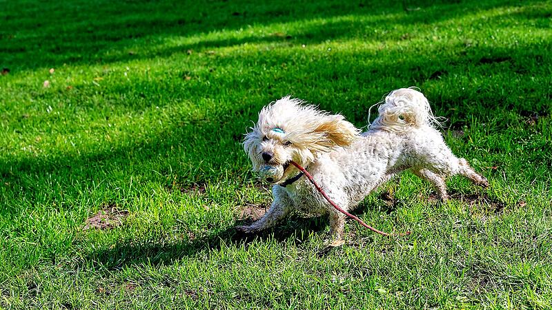 Hundebadetag im Stadionbad Bamberg 2026