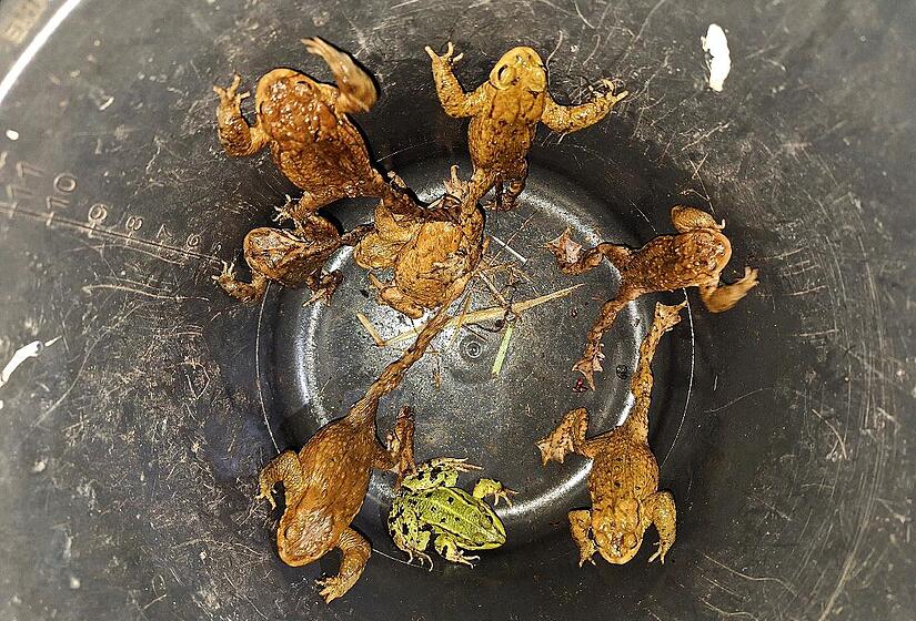 Lebensrettung per Eimer: Erdkröten und ein Frosch werden auf der anderen Straßenseite wieder abgesetzt. Lebensrettung per Eimer: Erdkröten und ein Frosch werden auf der anderen Straßenseite wieder abgesetzt.