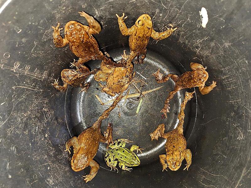 Lebensrettung per Eimer: Erdkr&ouml;ten und ein Frosch werden auf der anderen Stra&szlig;enseite wieder abgesetzt.