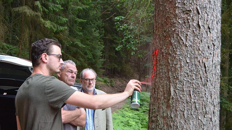 .Daniel Messingschlager sprüht bei der Begehung mit Frank Rebhan (Mitte) und Bernd Lauterbach eine Nummer auf einen vom Borkenkäfer befallenen Baum am Muppberg. .Daniel Messingschlager sprüht bei der Begehung mit Frank Rebhan (Mitte) und Bernd Lauterbach eine Nummer auf einen vom Borkenkäfer befallenen Baum am Muppberg.