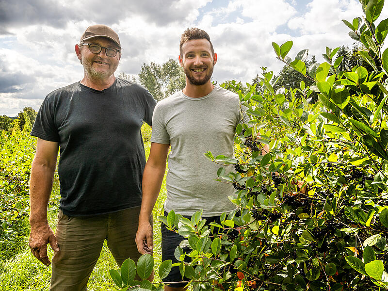 Robert und Lukas Schmitt zwischen den Aroniastr&auml;uchern auf ihrer Anbaufl&auml;che bei Steinbach.