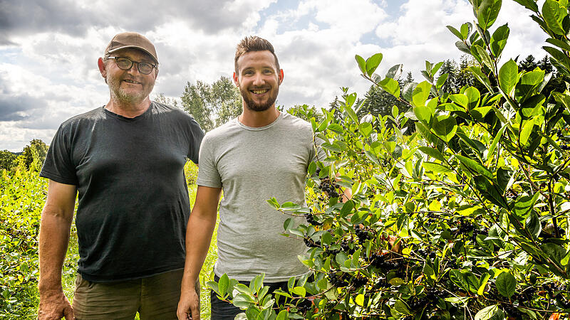 Robert und Lukas Schmitt zwischen den Aroniastr&auml;uchern auf ihrer Anbaufl&auml;che bei Steinbach.