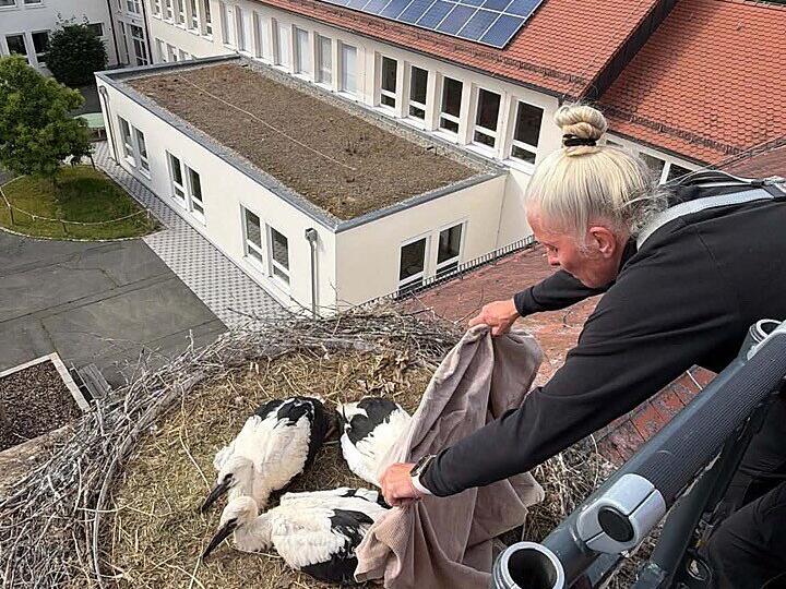 Die Jungst&ouml;rche auf dem Dach der Carl-Platz-Schule in Herzogenaurach werden von Christine Schubert beringt.