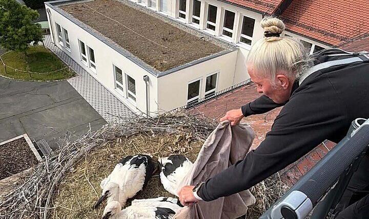 Die Jungstörche auf dem Dach der Carl-Platz-Schule in Herzogenaurach werden von Christine Schubert beringt. Die Jungstörche auf dem Dach der Carl-Platz-Schule in Herzogenaurach werden von Christine Schubert beringt.