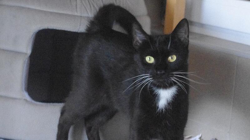Tierheim Kronach: Katzendame Nerina sucht neues Zuhause Tierheim Kronach: Katzendame Nerina sucht neues Zuhause