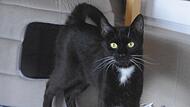 Tierheim Kronach: Katzendame Nerina sucht neues Zuhause Tierheim Kronach: Katzendame Nerina sucht neues Zuhause