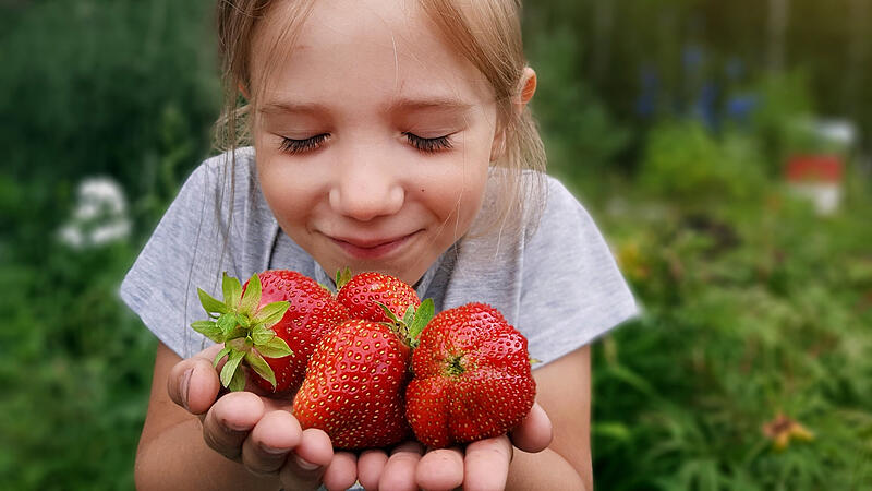 Rote, süße Erdbeeren auf dem Erdbeerfeld Mädchen auf dem Erdbeerfeld.