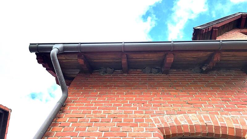 Backsteinhaus Haarbrücken (Foto: Marlene Klisa/LBV Coburg): Mehlschwalben bauen ihre Nester normalerweise an rauen Gebäudefassaden. Backsteinhaus Haarbrücken (Foto: Marlene Klisa/LBV Coburg): Mehlschwalben bauen ihre Nester normalerweise an rauen Gebäudefassaden.