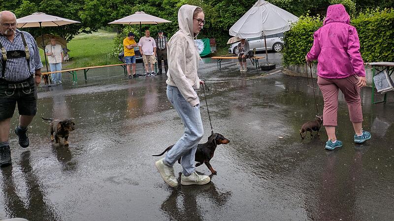 Vorführung im Regen: Thea Geier führt ihren Dackel Hayly an lockerer Leine vor. Auf Bewegungsablauf und Haltung kommt es an. Vorführung im Regen: Thea Geier führt ihren Dackel Hayly an lockerer Leine vor. Auf Bewegungsablauf und Haltung kommt es an.