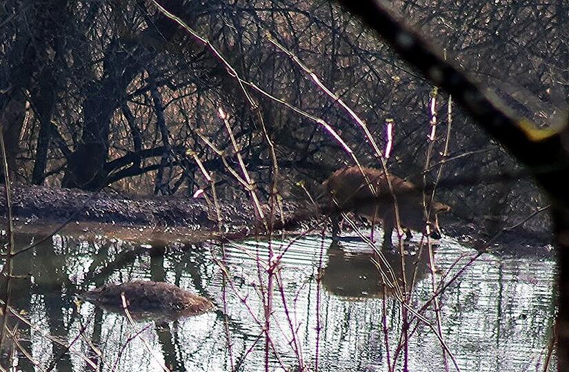 Tote Wollschweine am Sachsenhof bei Ebern