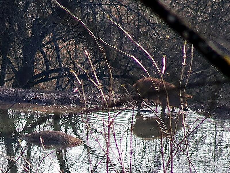 Tote Wollschweine am Sachsenhof bei Ebern Tote Wollschweine am Sachsenhof bei Ebern