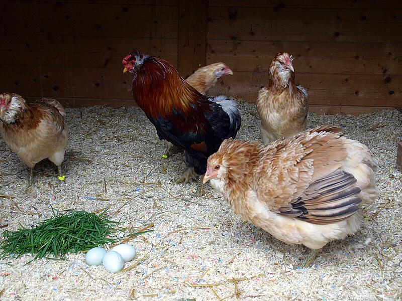 Diese H&uuml;hner f&auml;rben ihre Eier selber.