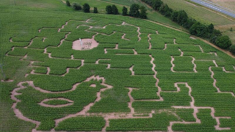 Das Maislabyrinth 2023 bei Pfarrweisach aus der Vogelperspektive. Links die Kontur eines Huhns, auf dessen Rundweg vor allem die Kinder Wissenswertes &uuml;ber das Huhn erfahren k&ouml;nnen.