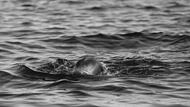 Baiersdorf: Mann stirbt nach Schwimmen in Baggersee Baiersdorf: Mann stirbt nach Schwimmen in Baggersee