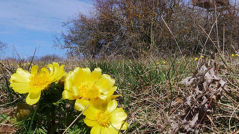 Gerade zur Bl&uuml;te der Adonisr&ouml;schen ist der Sodenberg ein beliebtes Wanderziel.