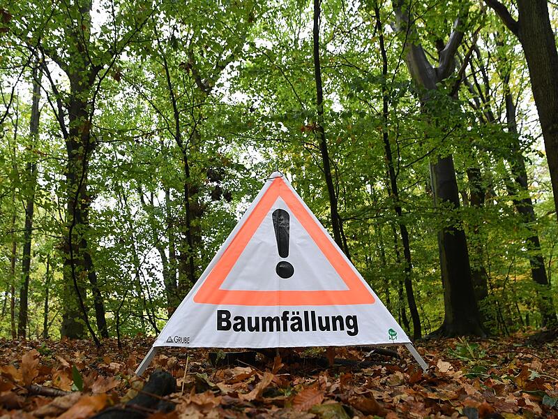 Baumf&auml;llarbeiten