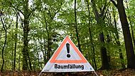 Baumfällarbeiten Baumfällarbeiten