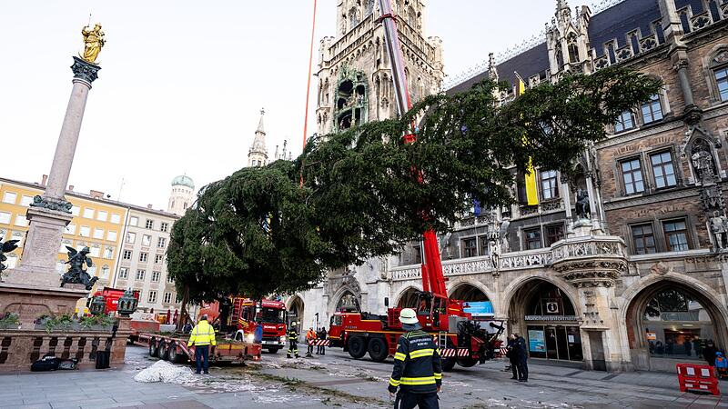 Christbaum auf dem Marienplatz